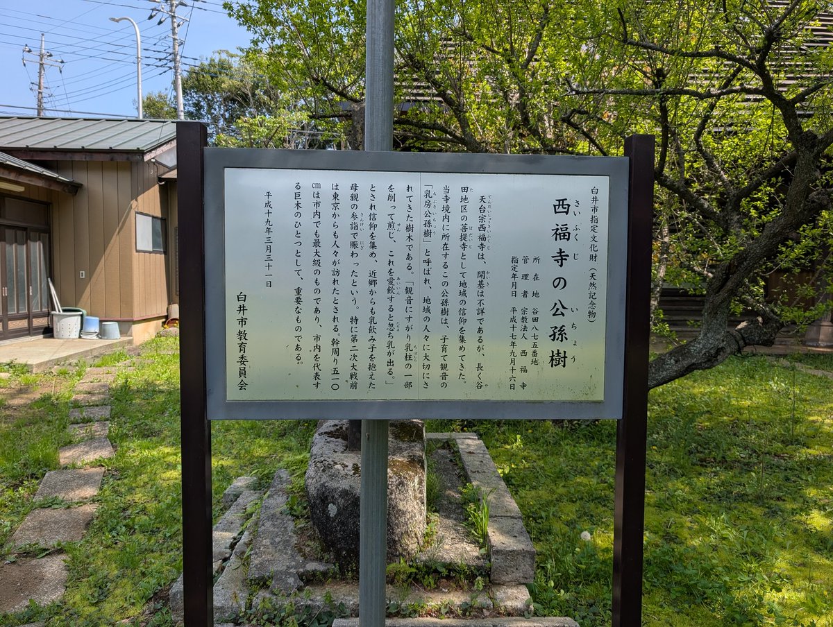 mnNH029's tweet photo. 白井市 谷田地区の古くからの菩提寺 西福寺の境内にある幹回り５㍍10の乳房公孫樹(いちょう)。寺の開基は不明ながらお参りすると母乳が出るご利益があるという言い伝えがある。#関東街歩き https://t.co/V3FmtHTRqT