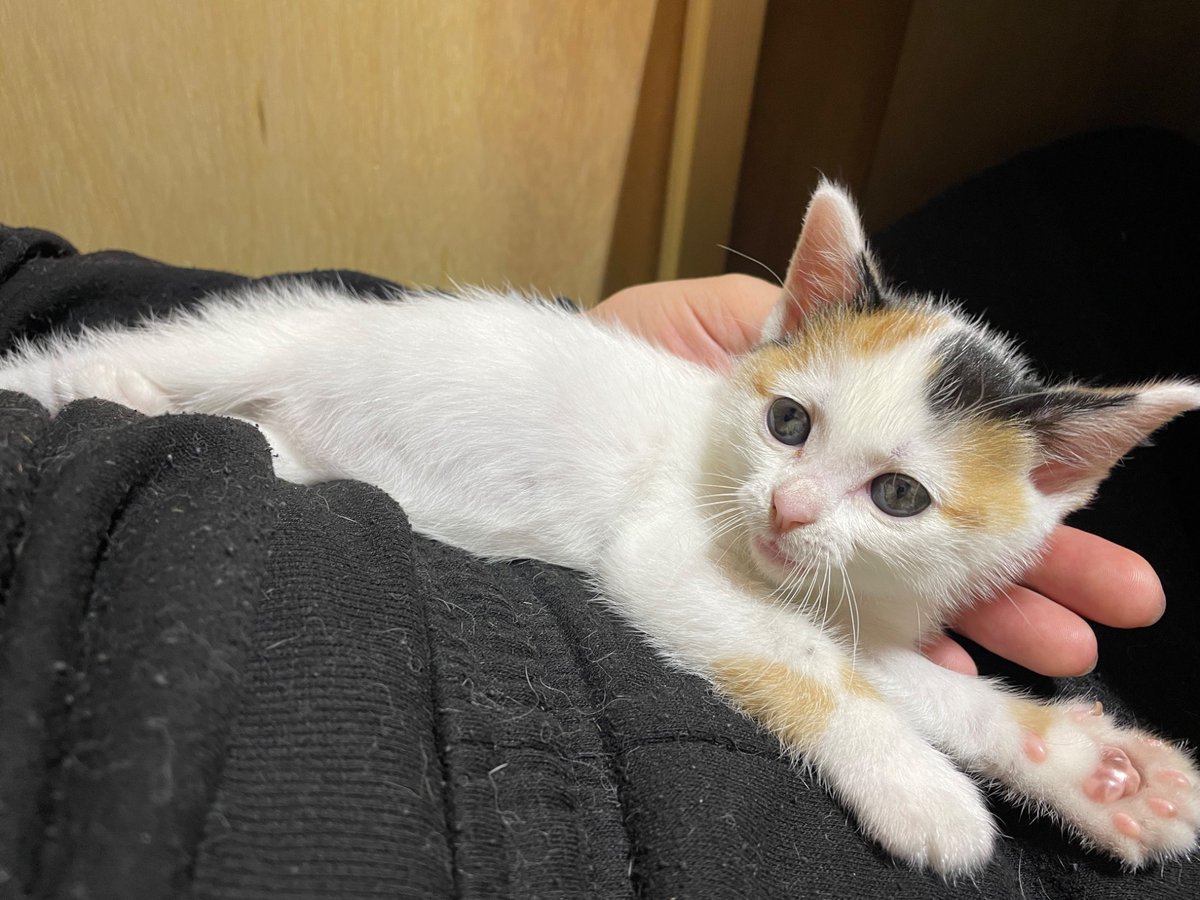 にゃんちくだいすきくらぶ tweet media