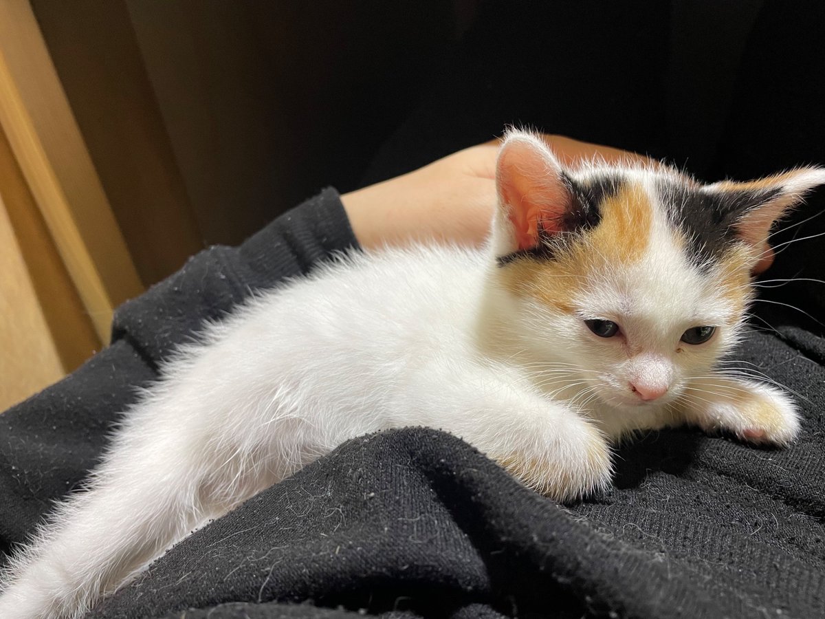 にゃんちくだいすきくらぶ tweet media