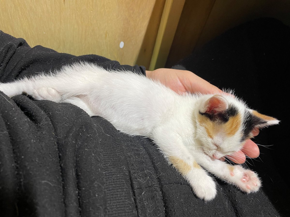 にゃんちくだいすきくらぶ tweet media