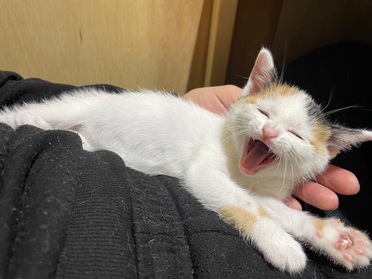 にゃんちくだいすきくらぶ tweet media