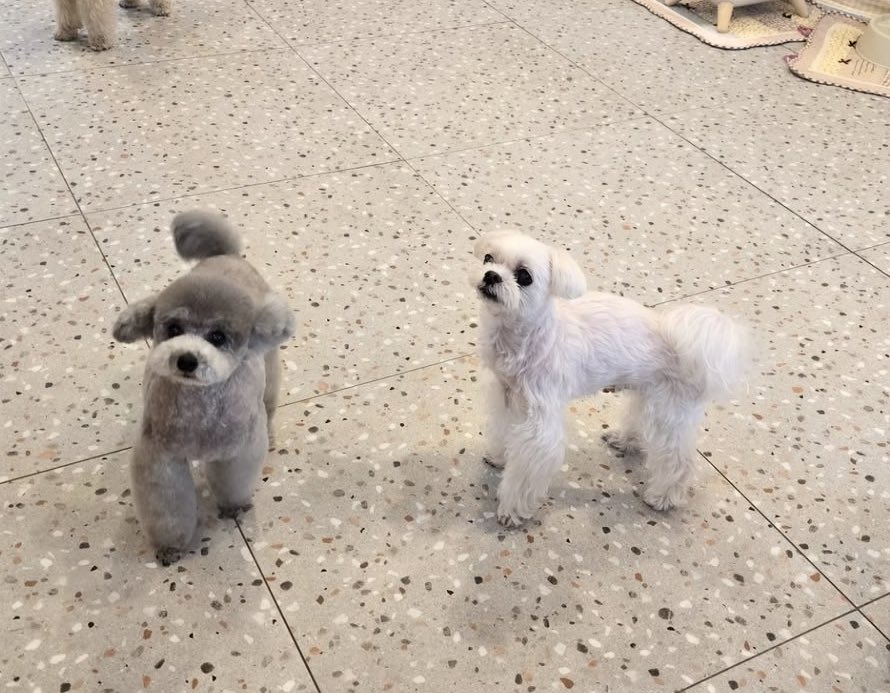 𝙼𝚊𝚎 tweet media