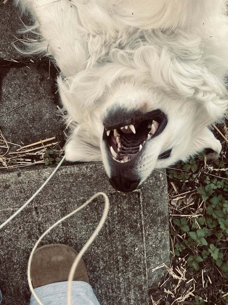 Anna The Pyrenees tweet media