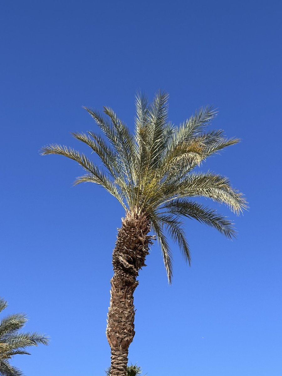 Taricco's tweet photo. #LookUp #PalmDesert https://t.co/9tHRchChvM