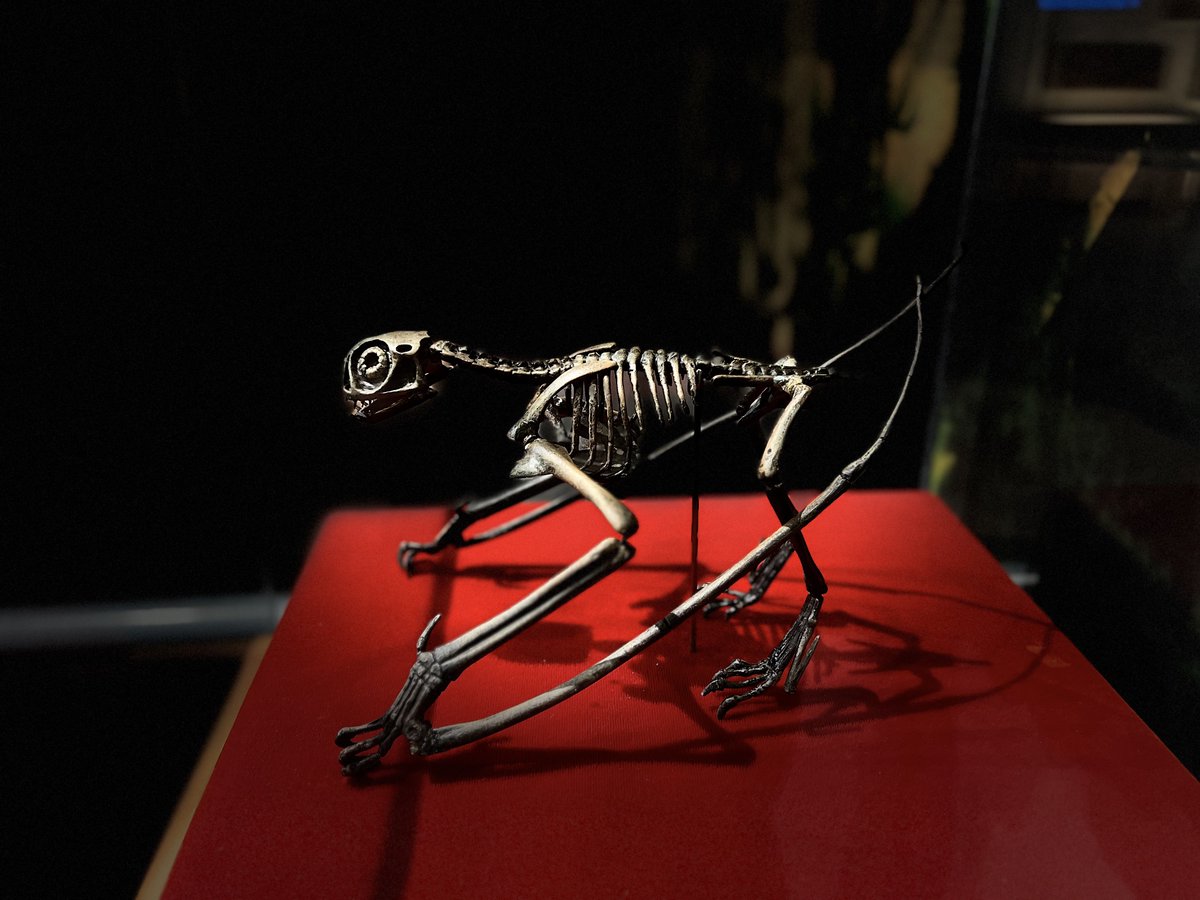 AZ Museum of Natural History tweet media