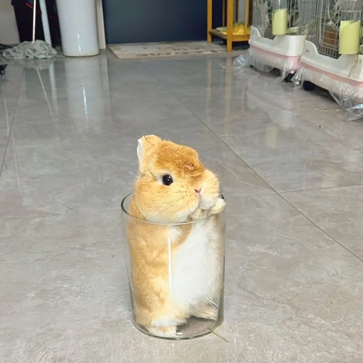 thepopularanimals tweet media