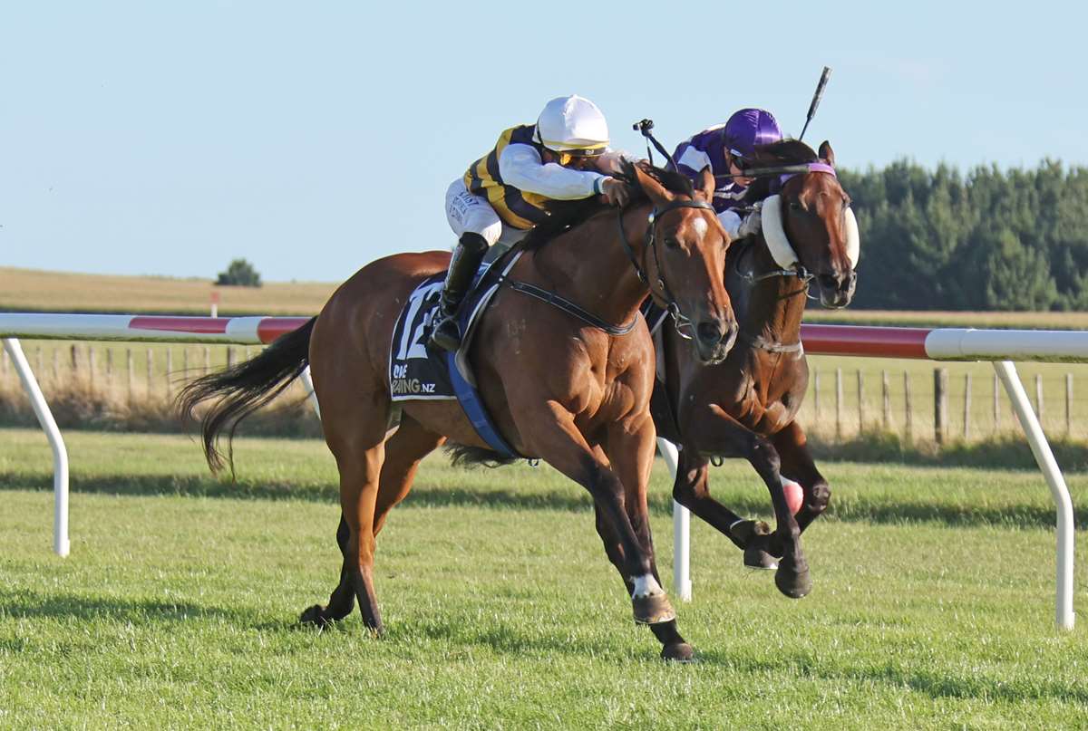 NZ Racing News tweet media