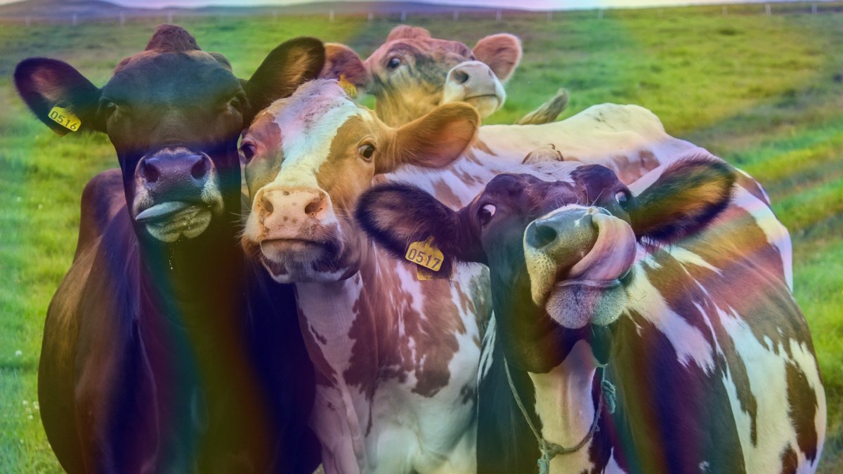 Milk (🥛,🥛) tweet media