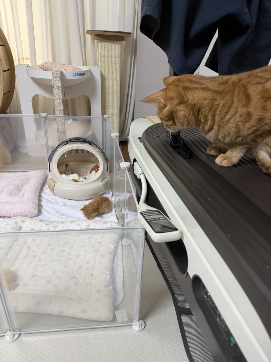 째앙금 tweet media