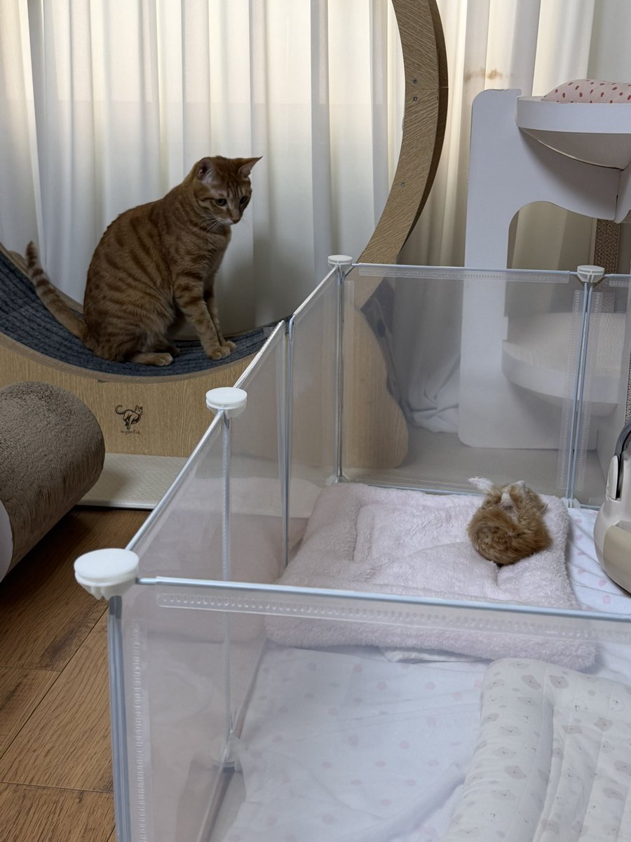 째앙금 tweet media