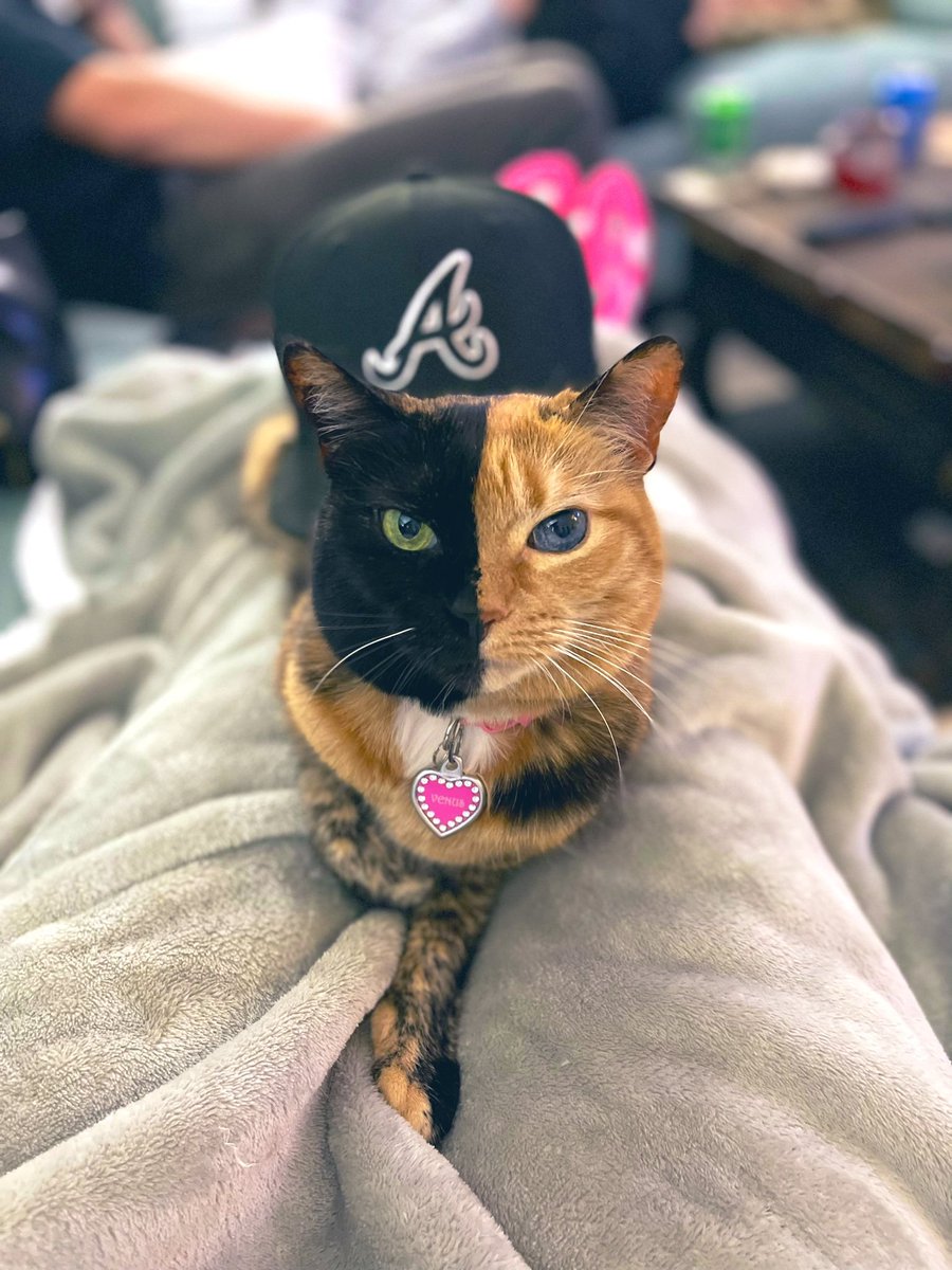 TheTwoFaceCat's tweet photo. Congrats on the #WorldSeries victory @Braves ! ⚾️⚾️ https://t.co/yVOnLqKKjg