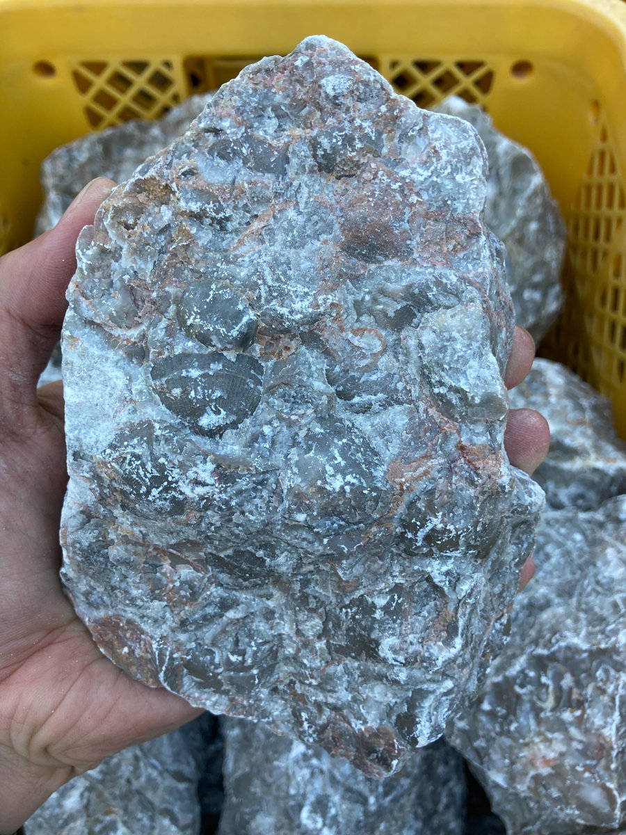 チャーム公式　流木・石【中の人】 tweet media