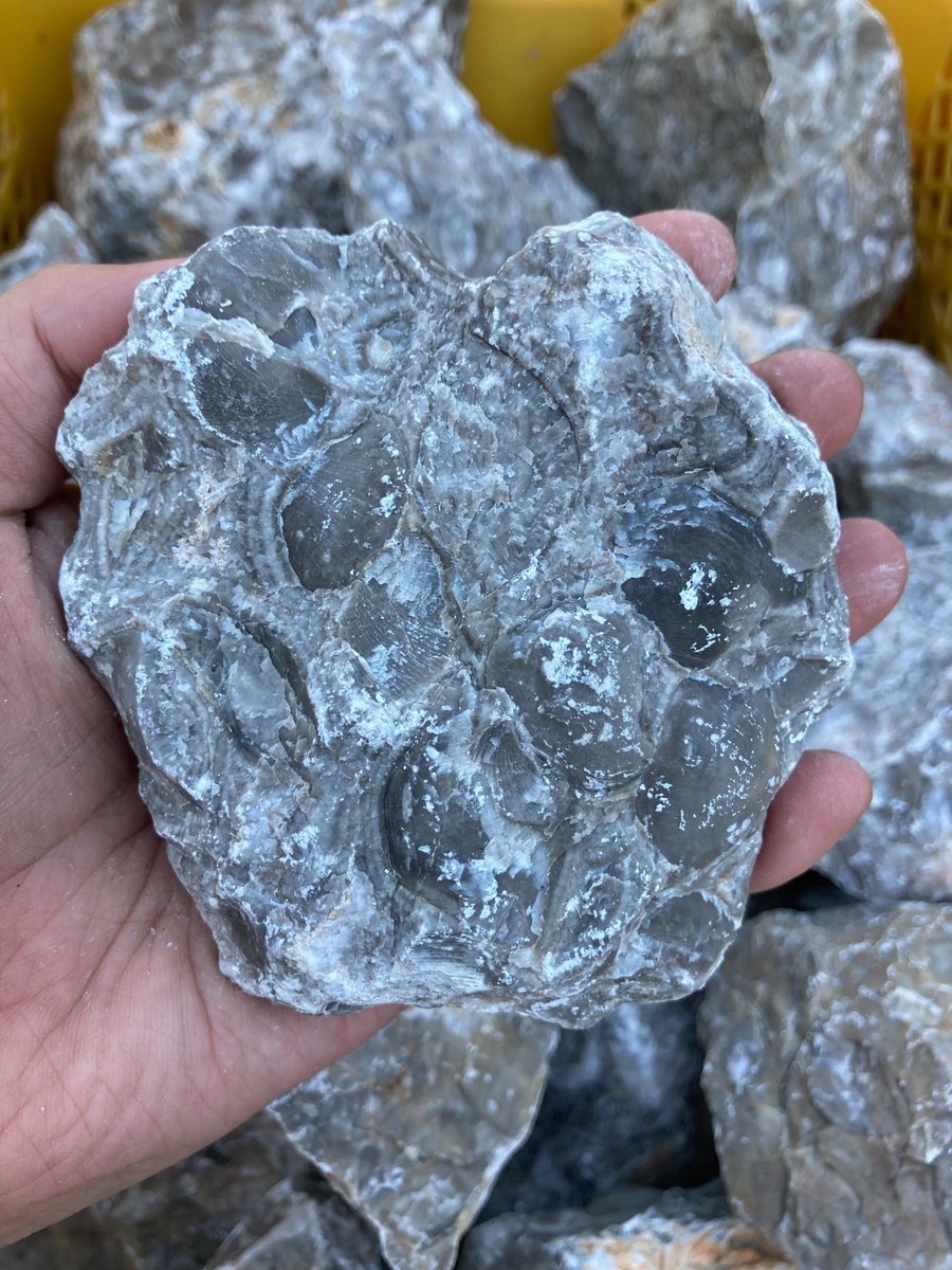 チャーム公式　流木・石【中の人】 tweet media