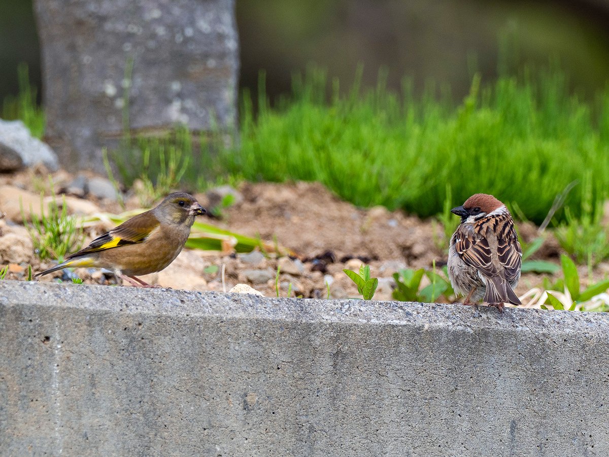 ごりぺん tweet media