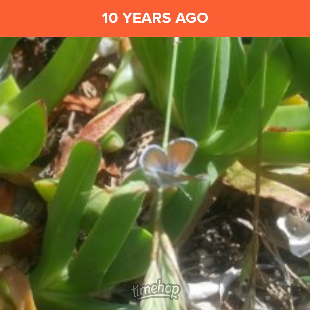 saunieindiego's tweet image. Western pygmy blue (Brephidium exilis) is one of the smallest butterflies in the world  &amp;amp; the smallest in North America.

I was always so thrilled to see one. So difficult for me to photograph, as they are about the size of a thumbnail. And never sit still.
#SoTiny #Lepidoptera