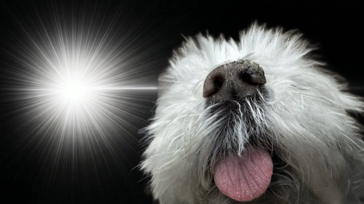 マルチーズのナナ tweet media