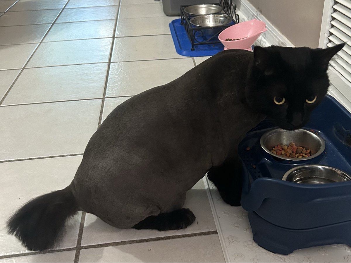 Angus_The_Bold's tweet photo. Hi friends! I’m home now and here is the new me. I’m still a little shaky but will be back to my old self in no time.  I’m so happy to be back with Mommy and my sisters. Thank you for all the concern and well wishes, the vet said I did great! I love you all so much! 🙏🐈‍⬛❤️😻 https://t.co/SudC6mYmlz