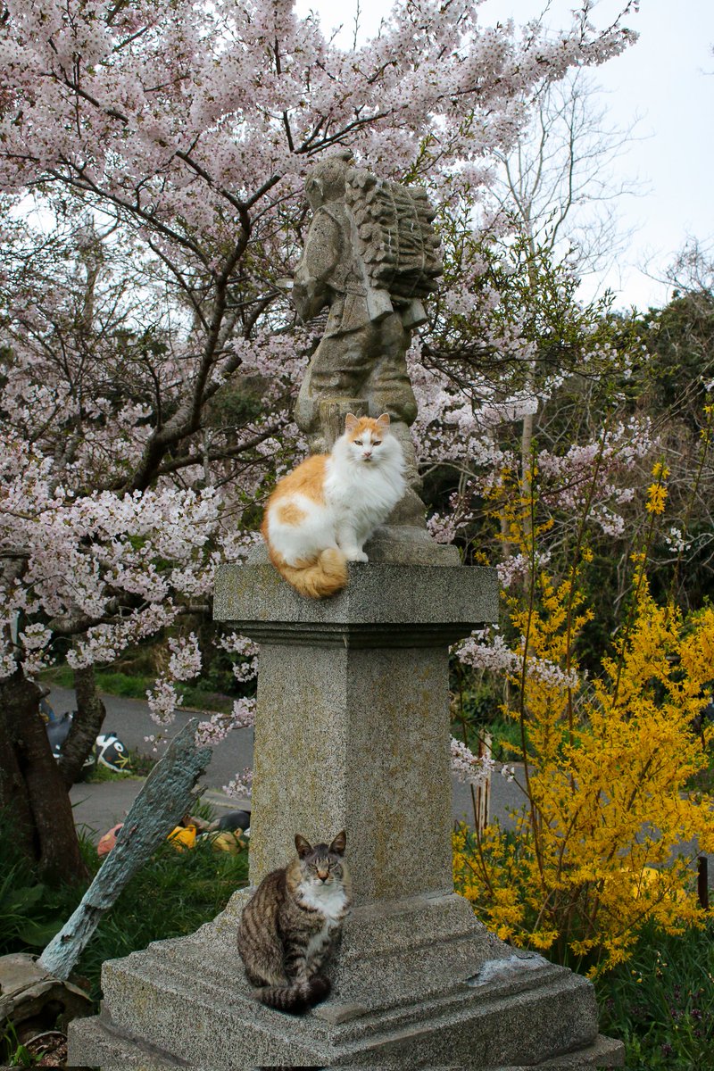 おいにゃん♪（老猫） tweet media