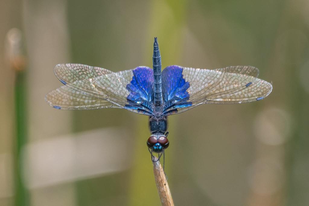 BP_Chua's tweet image. Asian Sapphire Flutterer
#dragonfly #insect #nature #photography #blue