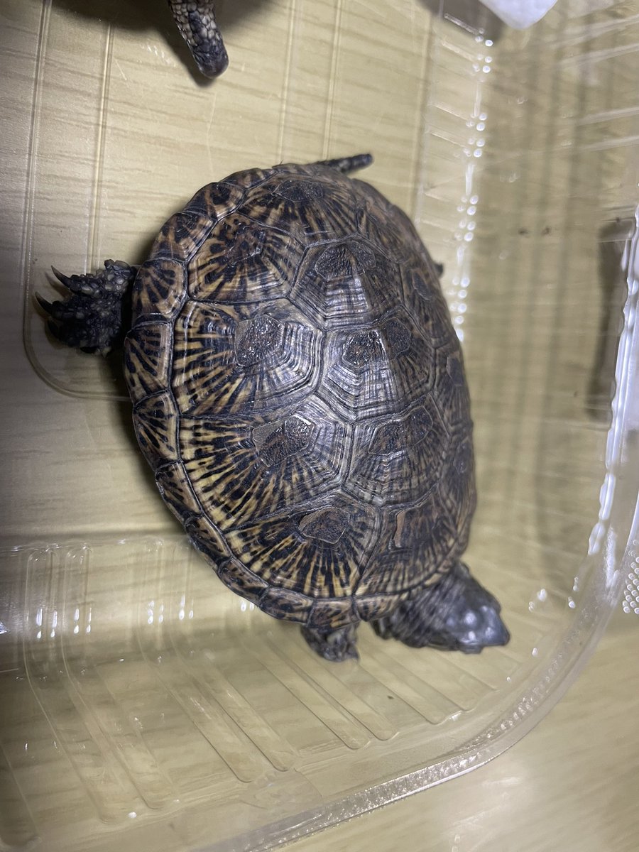 BS① 
<a href="/turtlerock_jpn/">タートルロック</a> さんでヨロポン(マケドニア)を購入

#ヨロポン
#キボシヌマガメ
