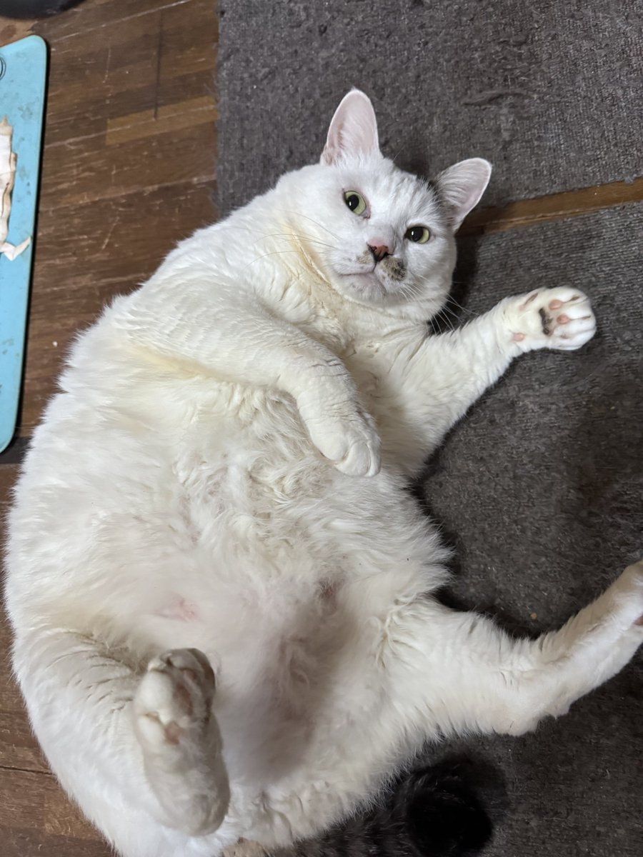 帝虎 金龍🐾 tweet media