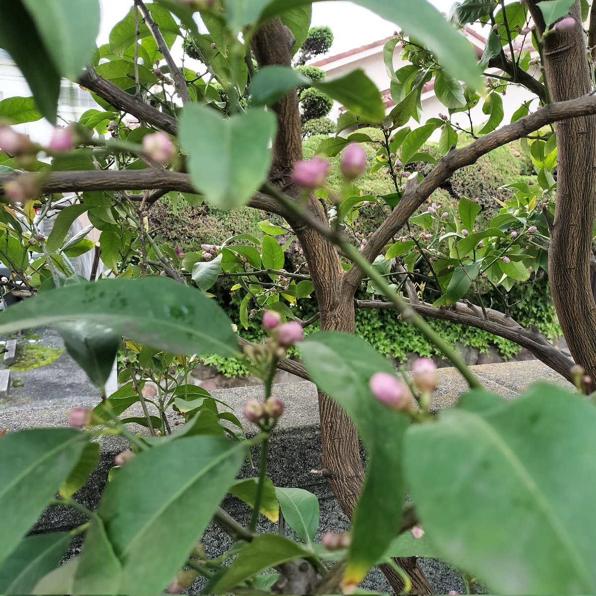 masamasa1's tweet photo. It's cloudy in Takaishi. It looks like it will rain this afternoon. The loquats have grown quite large. I might need bird deterrents soon. The lemons are starting to change color. I wonder how many of them will actually grow. #homegardening #loquat #lemon https://t.co/h64Hzrn5WP