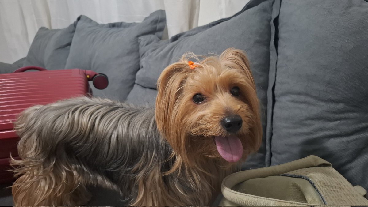 viajar é bom demais, mas voltar pra casa é melhor ainda!

sem palavras pra descrever as saudades que eu estava dos meus filhos

ps: sobrevivi ao avião e simplesmente dormi desde que cheguei em casa KKKKKK