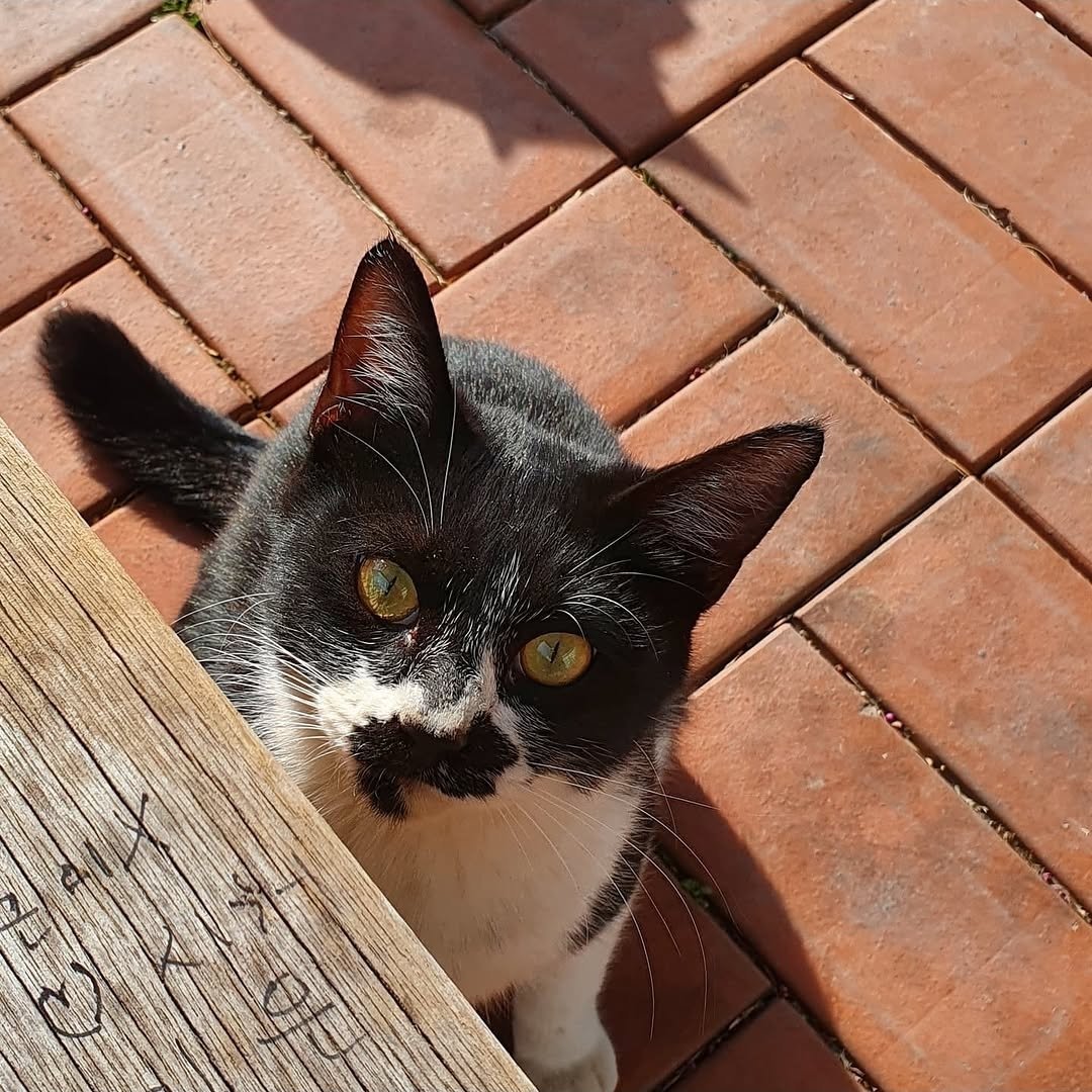 콩비니🐈🐱 tweet media