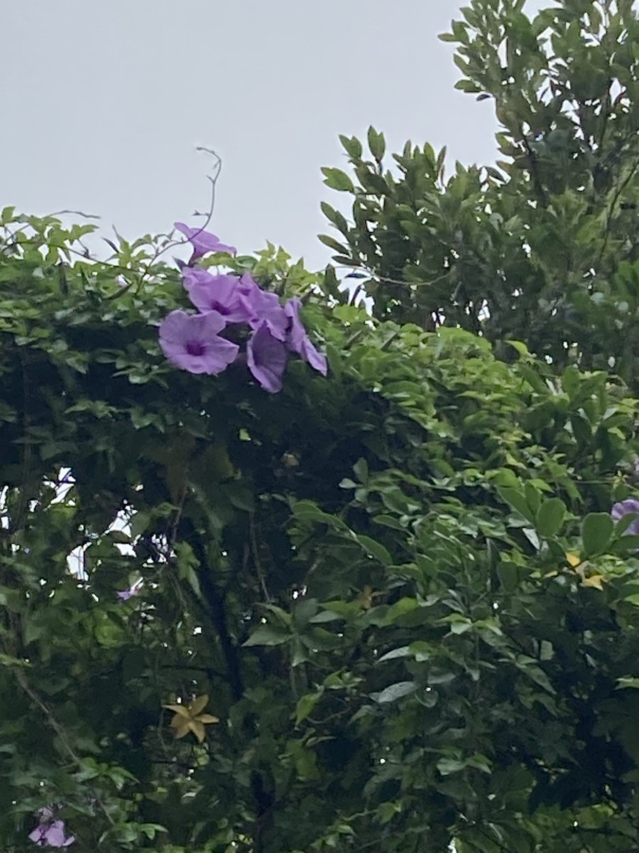 おはジェイ☀ 担当Tです
水曜日の那覇は、雨☔
気温は23℃ほど

空を見上げると、高い所に朝顔が咲いていました🌺
AIに聞いたところ、「紅葉葉朝顔」の可能性が高いとか

そんで、朝顔の種類数を調べると
白もびっくり、朝顔って2000種類以上あんねんて😲

#沖縄　#企業公式が毎朝地元の天気を言い合う