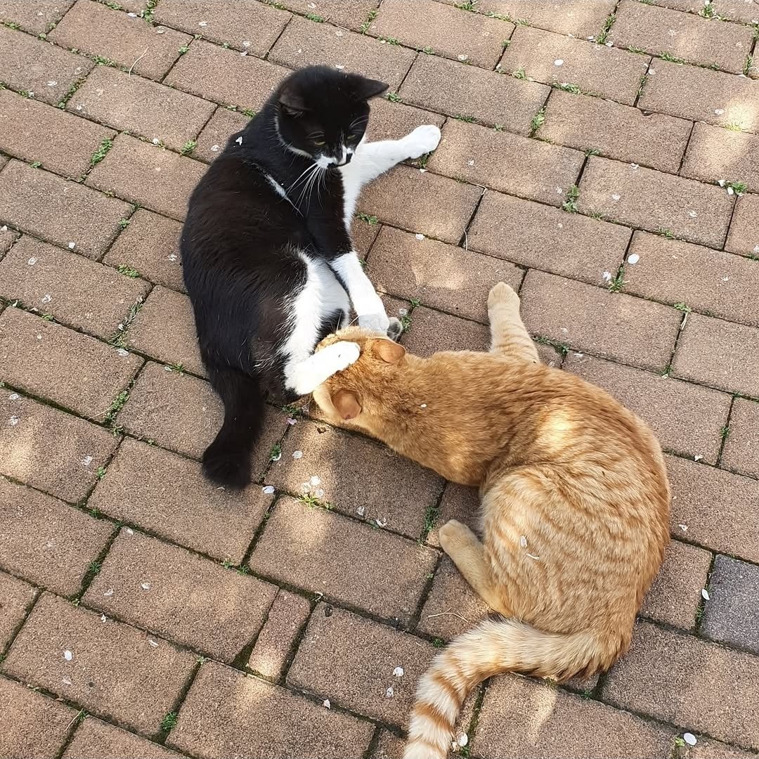 콩비니🐈🐱 tweet media