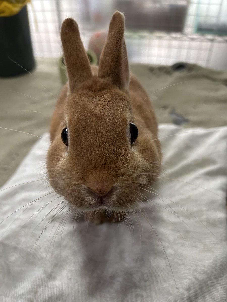 のくた（おじさんだけど心は乙女） tweet media