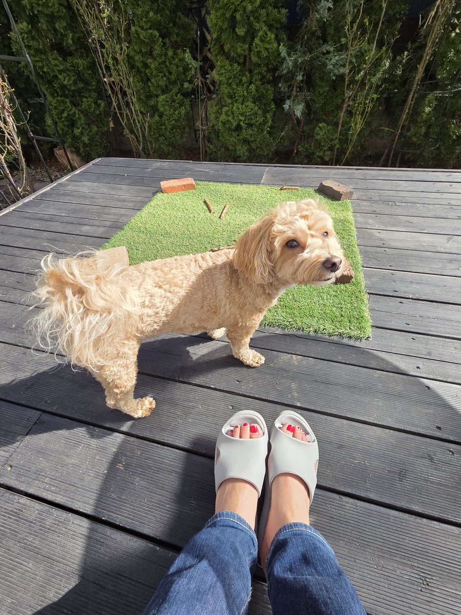 犬と日向ぼっこ🐶🌞