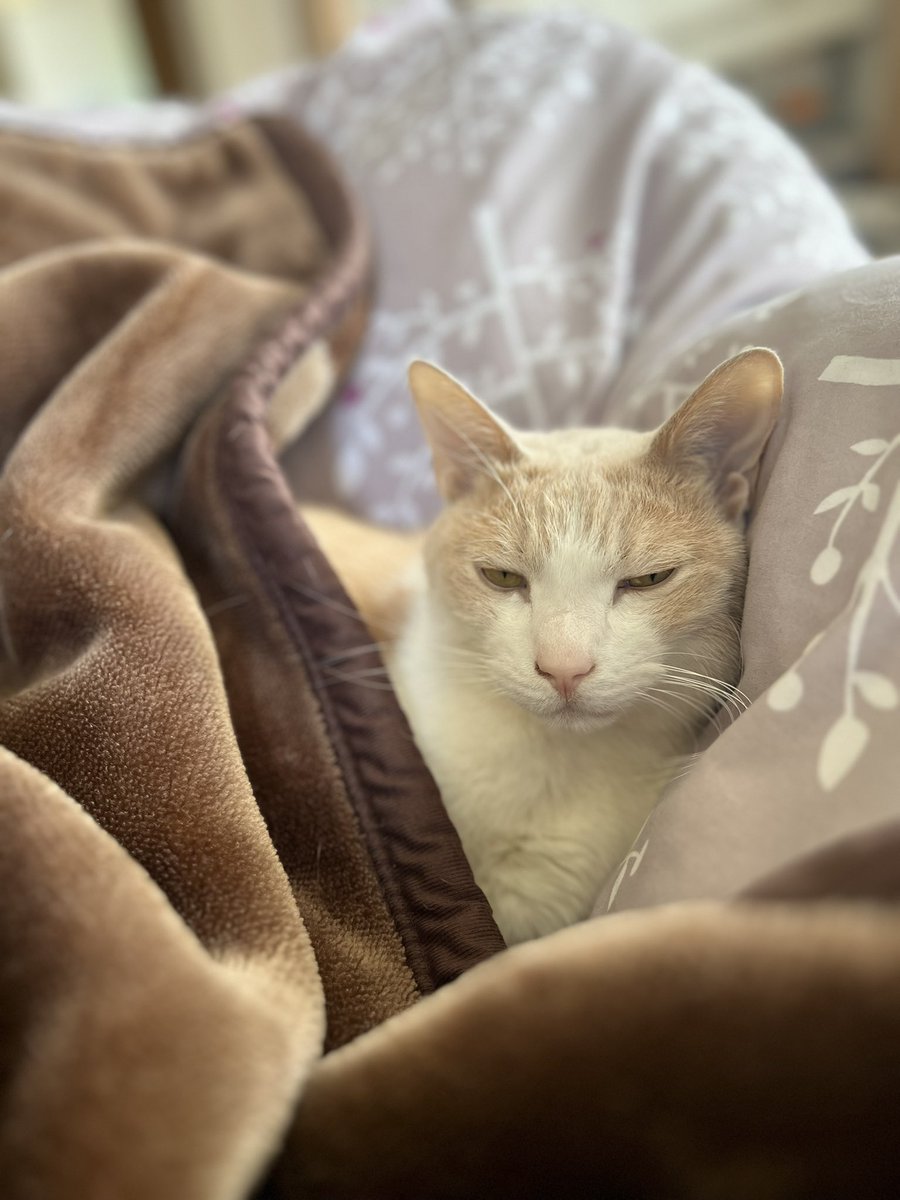 今日のおはようミルちゃん！
とても眠たそうにしてるけど、2時間ごとに私を起こしていたらそりゃ寝不足にもなるでしょ🫩私も二度寝したいよー😱