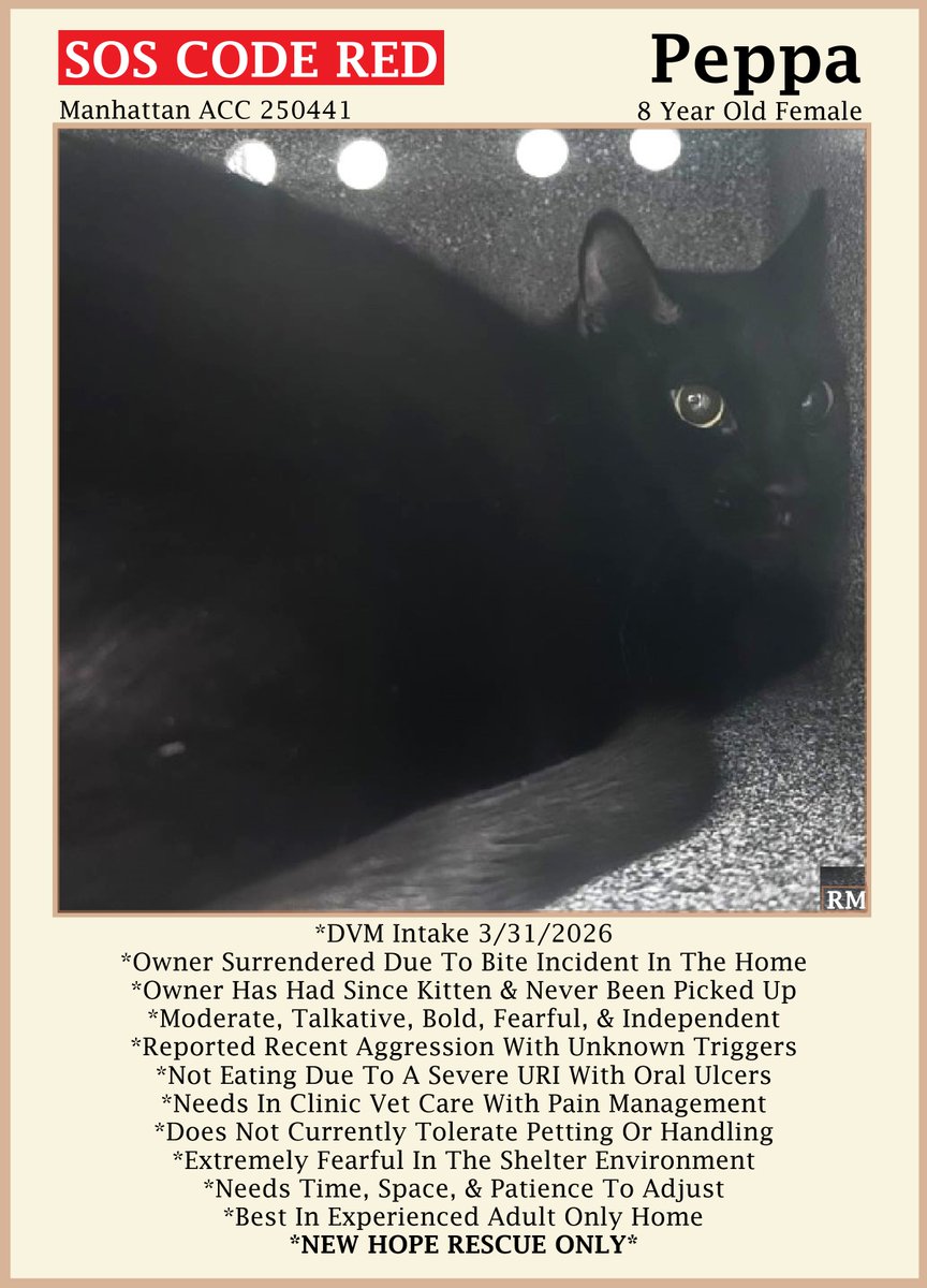sachikoko's tweet image. 🆘CODE RED🆘TBK THU 4/16/26🆘🙏🏾PLZ SHARE🆘
🙏🏾PLZ #PLEDGE 2 SAVE MY LIFE
💝Stressed 8YO #Senior Black Kitty "PEPPA"💝
😿💔Dumped 4 Aggressive Behavior, Severe URI &amp;amp; Oral Ulcers
🚨Needs #Rescue #Foster🚨
⏩250441 facebook.com/photo.php?fbid…
🚨NEW HOPE RESCUE ONLY🚨
#Manhattan #NYCACC