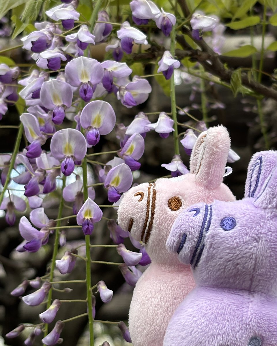 RODY（ロディ） tweet media