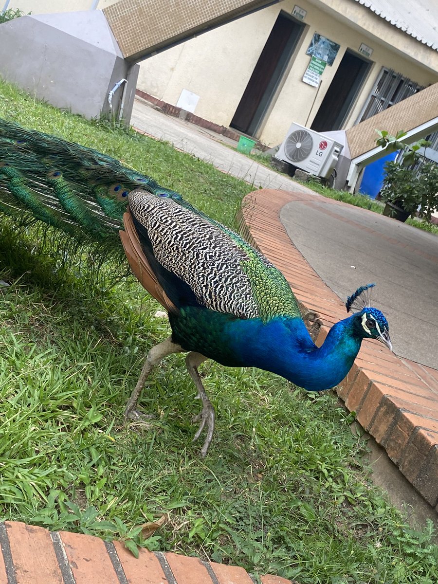 Oladosu Oluwatodimu tweet media