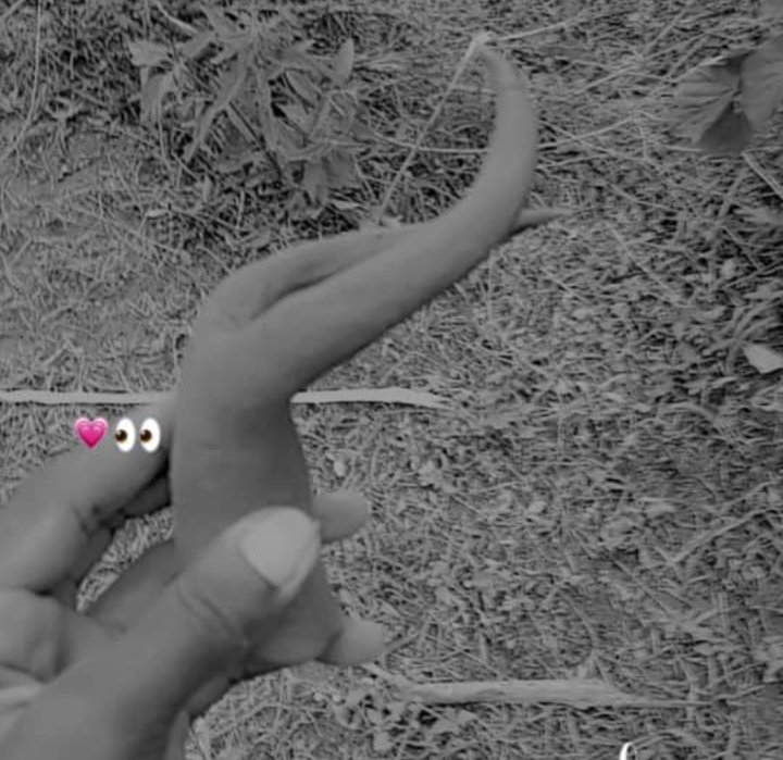 kingsley( VET) tweet media