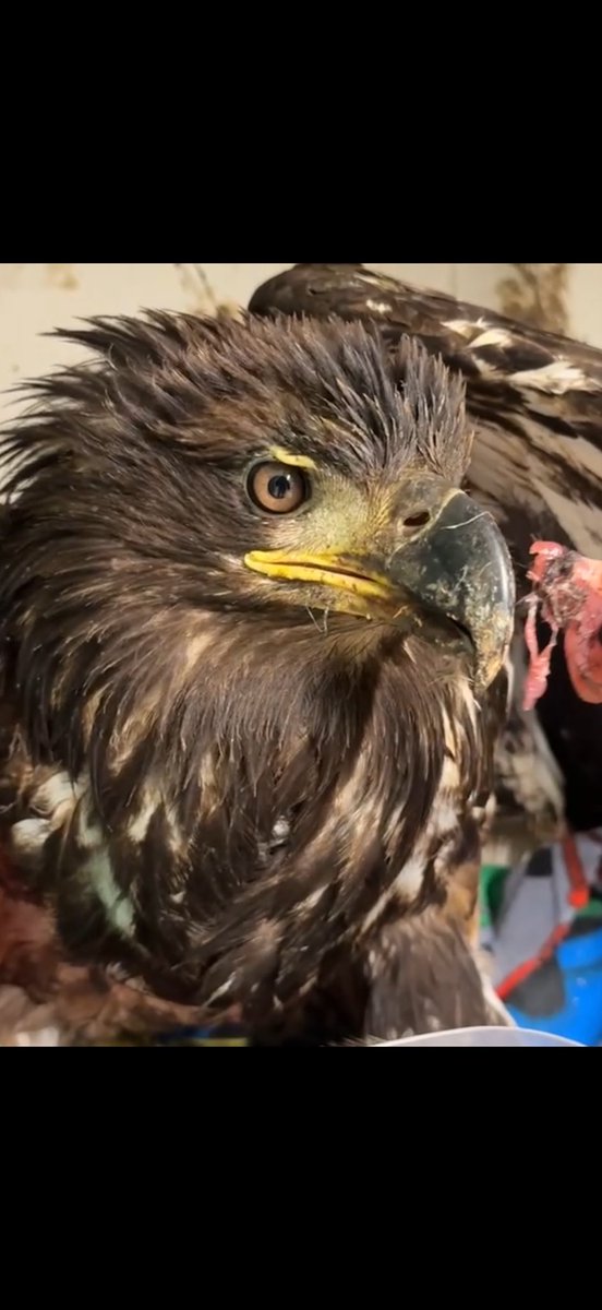 OWLRehab's tweet photo. Young bald eagle suffering from a broken leg and lead poisoning.
Help support birds like these by attending our Open House May 30th & 31st learn more here: https://t.co/IRpfApzQmM
#OWLrehab #RescueRehabRelease #OWLFundraiser #RaptorRehabilitation #OWLOpenHouse #LeadPoisoned https://t.co/4L3J3GLi7v