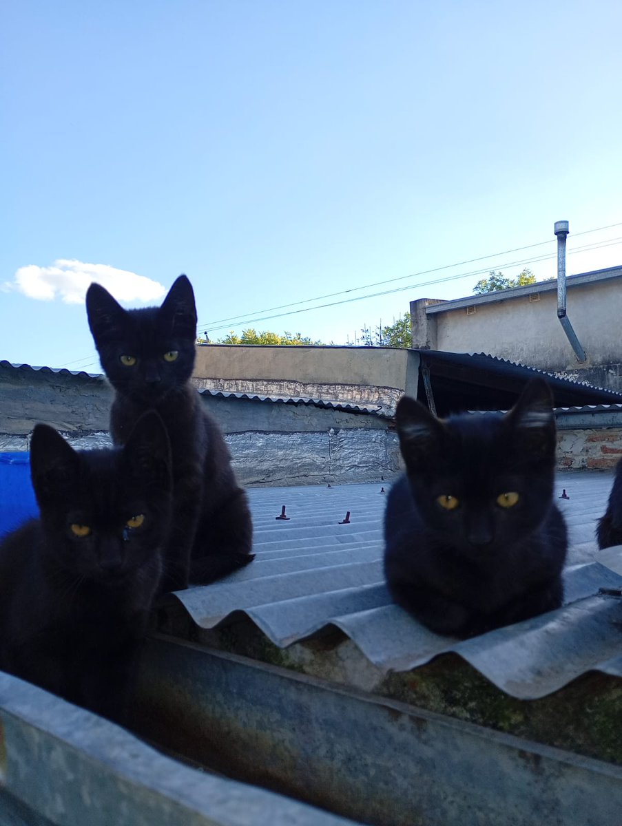 Alma Corazon y voz animal tweet media