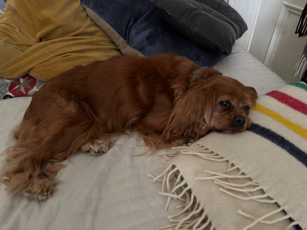 JillKerby's tweet photo. This great post is for every dog lover struggling to find an affordable rental who ends up w a strictly “no pets” landlord. What a splendid idea to make friends w your neighbourhood doggies, absolutely the ‘best girls/boys’ you’ll ever meet.
#RIPJet (April 2012 - Feb 2026) 🥹☘️ https://t.co/dlzpcdznk7