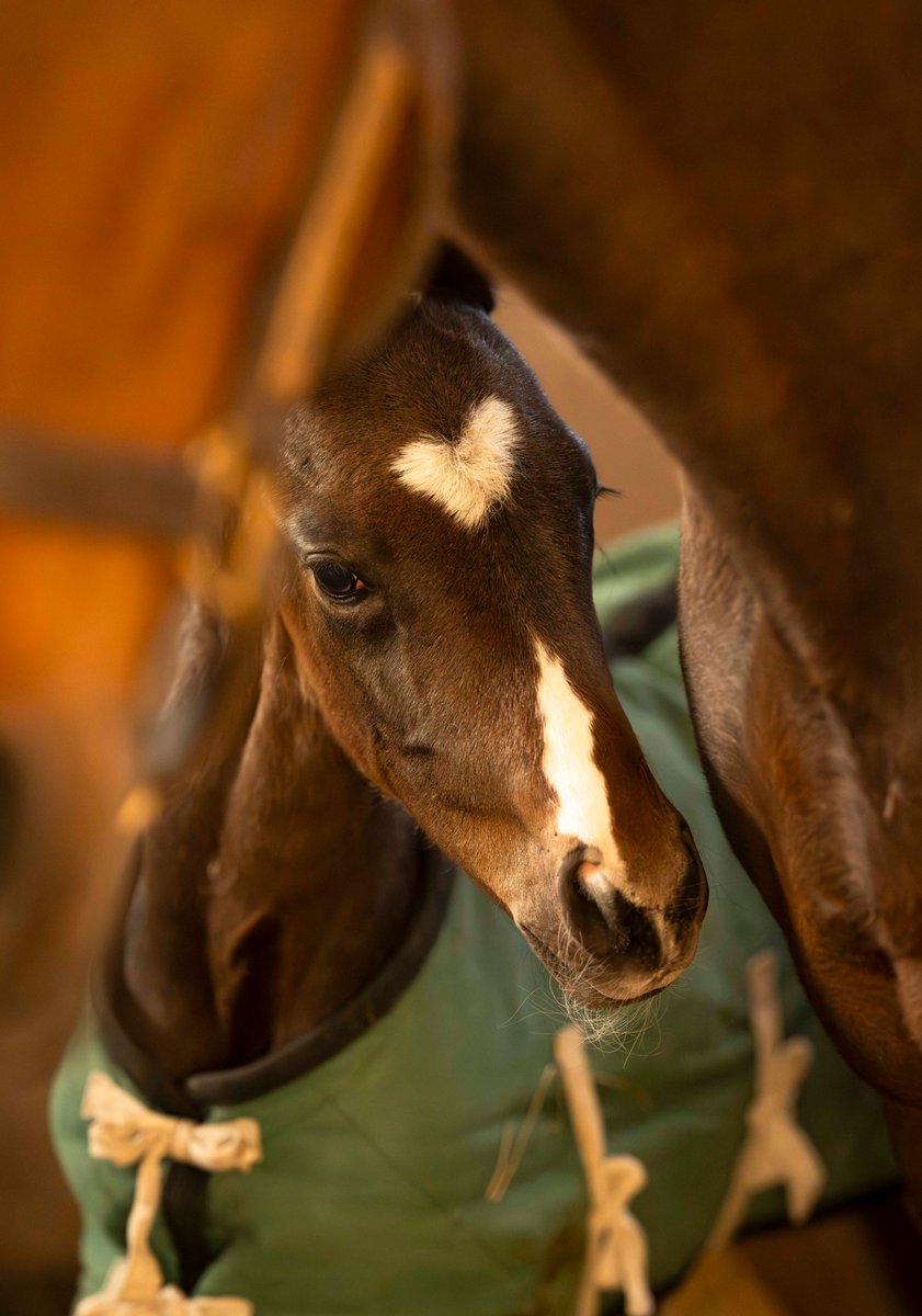 白老ファーム tweet media