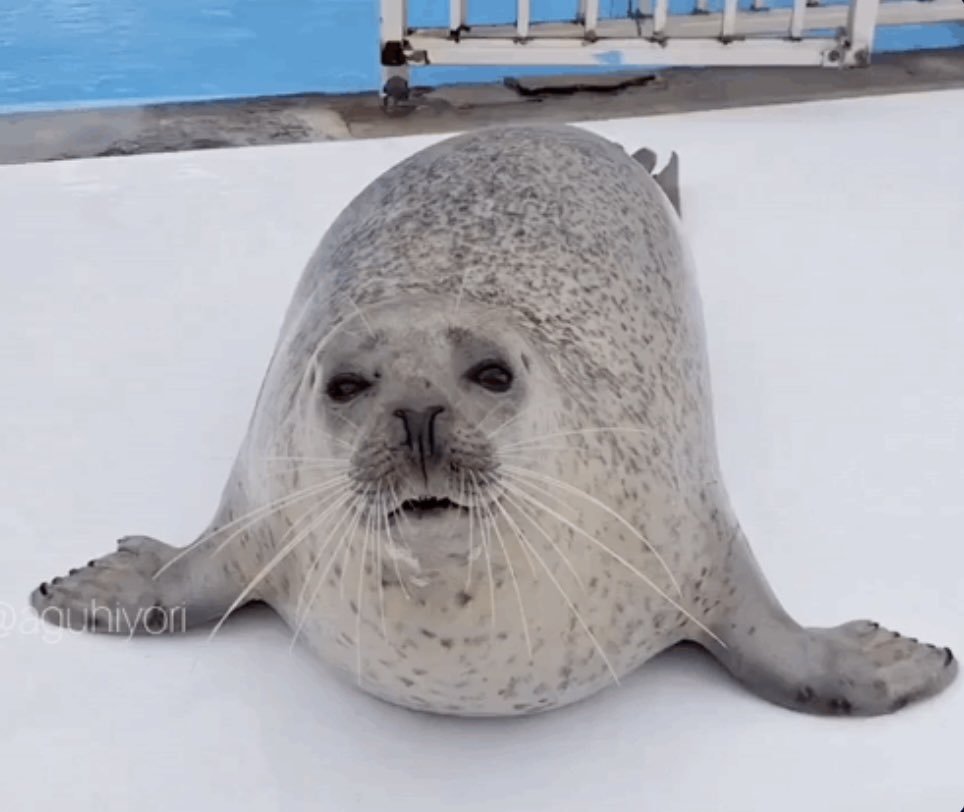 SealYoshi 🦭 tweet media