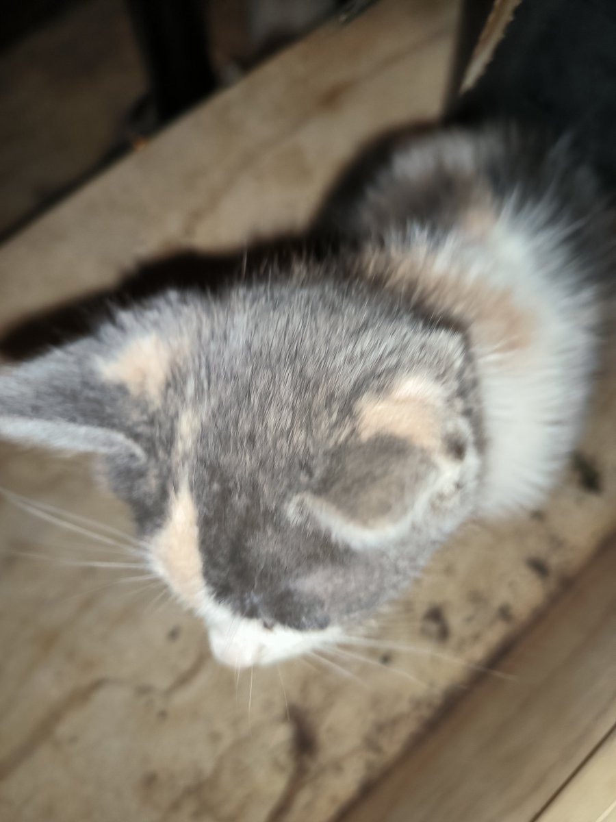 Undi4gn0sed's tweet image. Mew