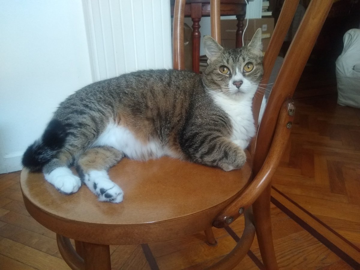 Valeria Castelló-Joubert tweet media