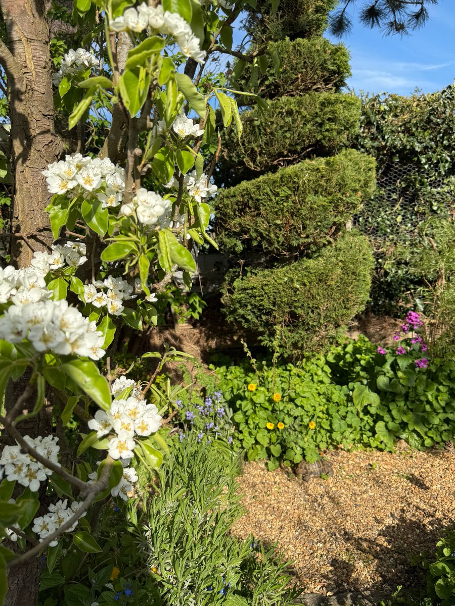 Kittywitches's tweet image. Goodnight friends. It has been a glorious day here in South Norfolk and Dennis the tortoise has left his indoor sunlamp to gorge himself in the garden. Here he is on his way to his outdoor pine-needle bed. Can you spot him? 😁 #NorfolkTortoiseRescue #Tortoise