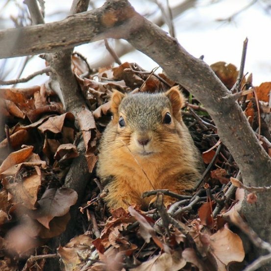 Steve Billings tweet media