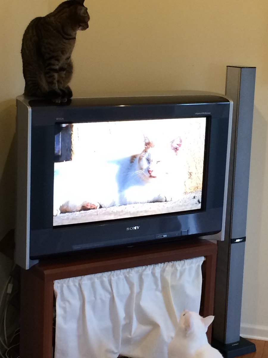 showa_archives's tweet image. 平面ブラウン管のベガ。音が良かった。液晶テレビに買い換えたらあまりの貧相な音に絶望した😔
#sony #ブラウン管テレビ