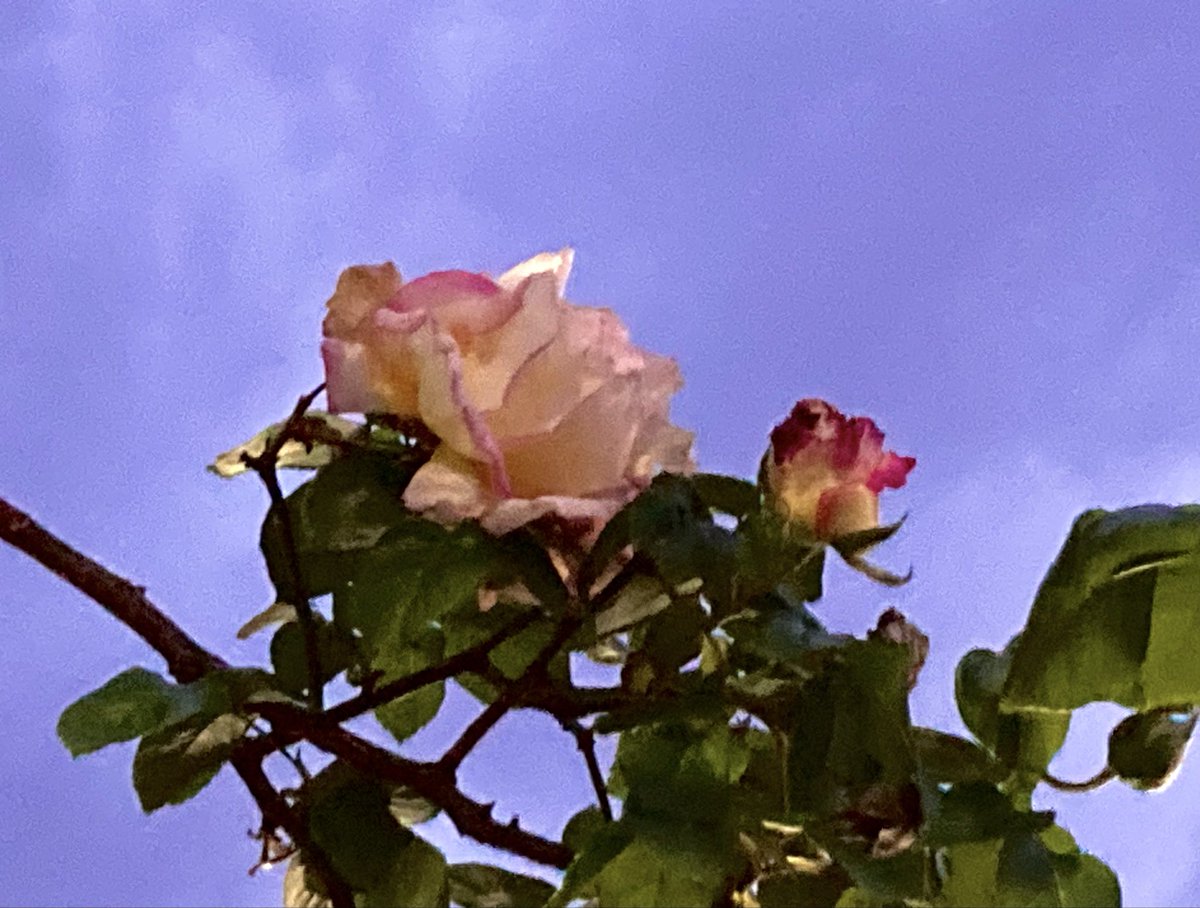 時の坩堝 tweet media