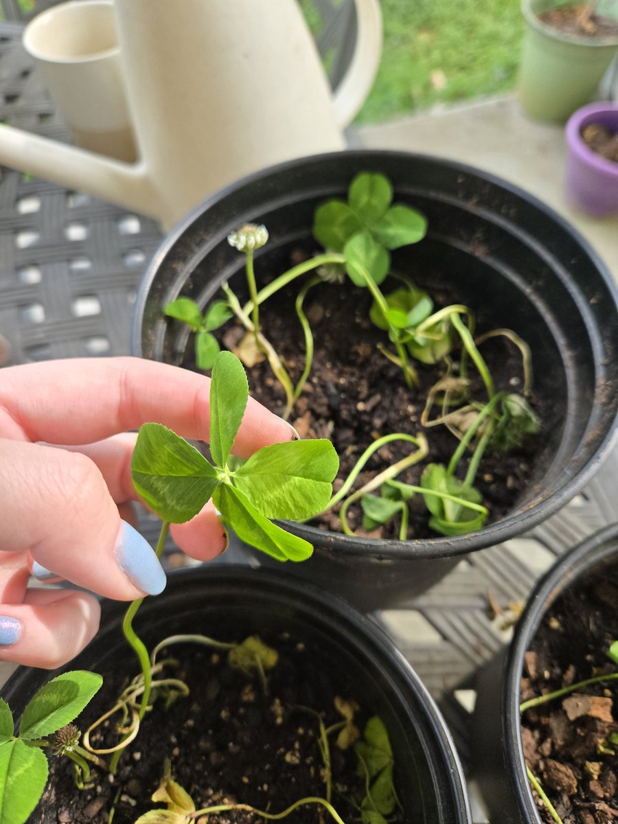 🇨‌🇦‌🇷‌🇿‌🇪‌🇳‌ tweet media