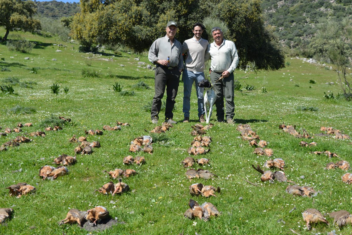 @pedrobuendia_cazahd nos envía esta foto una buena jornada de caza de perdices

#pedrobuendia_hunter #cazadoresenyoutube #cazamenor #cazadeperdiz